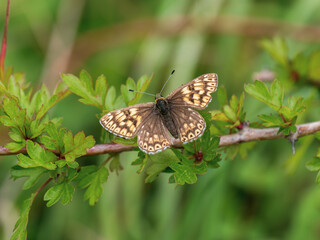 Duke of Burgundy Resting on a Leaf