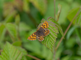 Duke of Burgundy Resting on a Leaf