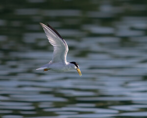 Fototapeta na wymiar Least Tern fishing