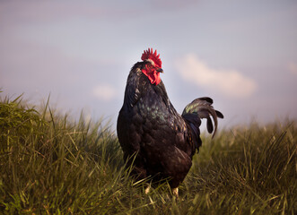 rooster in the grass