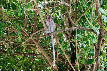 Monkeys