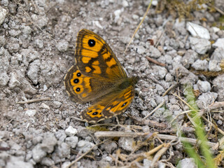 Wall Brown butterfly Resting on the Ground