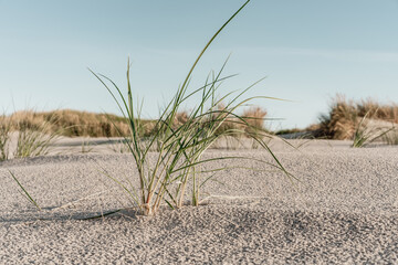 Dünengras am Ostseestrand