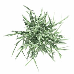 Fototapeta premium wild field grass, top view, isolated on white background, 3D illustration, cg render
