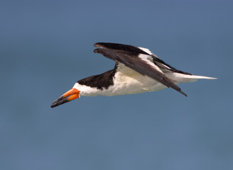 black skimmer in flight