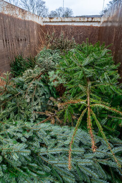 Collecte des sapins de Noël en janvier afin d'être recyclés. Stockage en benne avant envoi pour compostage