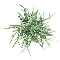 wild field grass, top view, isolated on a transparent background, 3D illustration, cg render