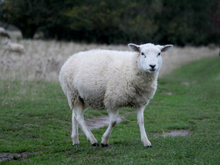 Neugieriges, laufendes Schaf