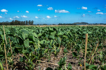 Soybean planted on wheat stubble in a field of the Argentine Pampa