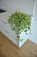 cozinha branca provençal charmosa com planta  verde decorativa e chão amadeirado 