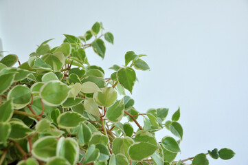 planta peperone scandense verdinha 