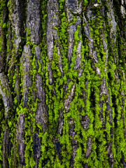 The trunk of a tree, covered with green moss on the north side