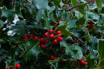 Ilex aquifolium or Christmas holly. Holly green foliage with matures red berries. Green leaves and red berry Christmas holly, close up
