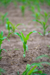 Close view of corn growing on dry soil