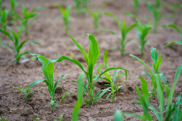 Close view of corn growing on dry soil