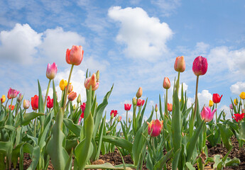 Fototapeta field with colorful tulips for self-cutting. blue sky with beautiful clouds obraz