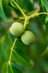 Green nuts on a tree with leaves. Fresh summer branch of groeing nuts.