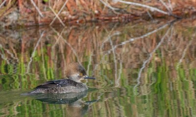 Merganser ducks on a North Carolina pond