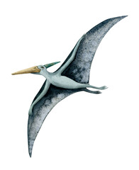 Blue watercolor flying pterodactyl. Hand drawn pterosaur with wide wings from dinosaur era isolated on white background © Elena Malgina