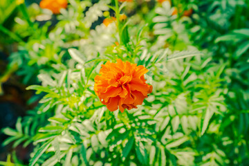 French marigold background. Orange floral background. Orange marigolds. Orange floral background.