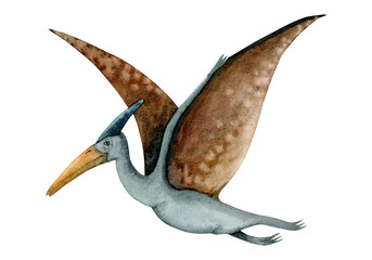 Brown and blue watercolor pterodactyl. Pterosaur with wide wings from dinosaur era isolated on white background © Elena Malgina