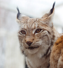 Eurasian lynx
It is the largest of all lynxes. The paws are large, well pubescent in winter, which allows the lynx to walk through the snow without falling through. There are long tassels on the ears.