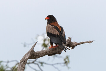 Bateleur des savanes, Aigle bateleur,  Terathopius ecaudatus, Bateleur