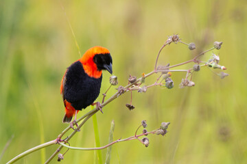 Euplecte ignicolore, .Euplectes orix, Southern Red Bishop, Afrique du Sud