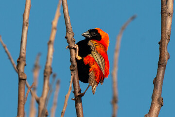Euplecte ignicolore, .Euplectes orix, Southern Red Bishop, Afrique du Sud