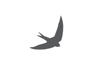 this is bird logo design