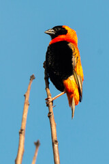 Euplecte ignicolore, .Euplectes orix, Southern Red Bishop, Afrique du Sud