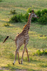 Girafe, Giraffa Camelopardalis, Parc national Kruger, Afrique du Sud