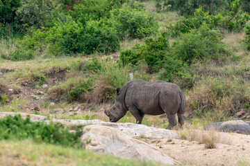 Naklejka na ściany i meble Rhinocéros blanc, corne coupée, white rhino, Ceratotherium simum, Parc national Kruger, Afrique du Sud