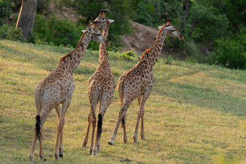 Girafe, Giraffa Camelopardalis, Parc national Kruger, Afrique du Sud