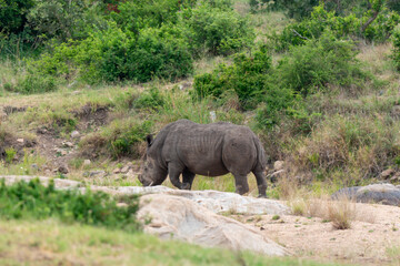 Naklejka na ściany i meble Rhinocéros blanc, corne coupée, white rhino, Ceratotherium simum, Parc national Kruger, Afrique du Sud