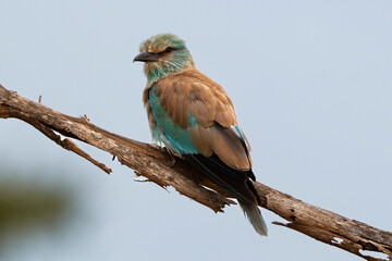 Rollier d'Europe,. Coracias garrulus, European Roller