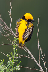 Tisserin intermédiaire,.Ploceus intermedius, Lesser Masked Weaver