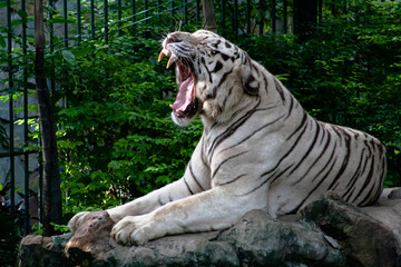 white tiger in the zoo