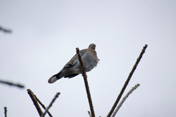Pigeon on a branch