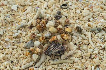 A variety of shellfish and crabs walking on a coral beach on a island in Thailand.