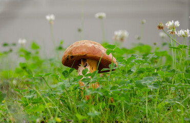 A brown mushroom in a meadow