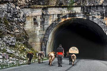 A shepherd leads a herd of cows down a highway through a tunnel in the mountain