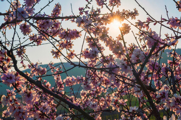 Almond blossoms against the light in spring in Rhineland-Palatinate/Germany