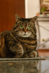 Chubby tabby cat lying on a doormat at the entrance of the house