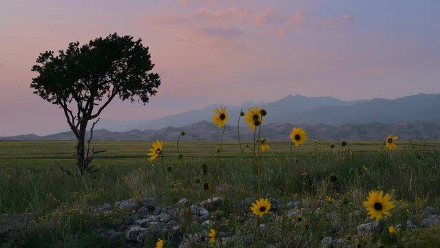 Great Sand Dunes National Park and Preserve in Colorado at sunset with green field and yellow sunflowers. 