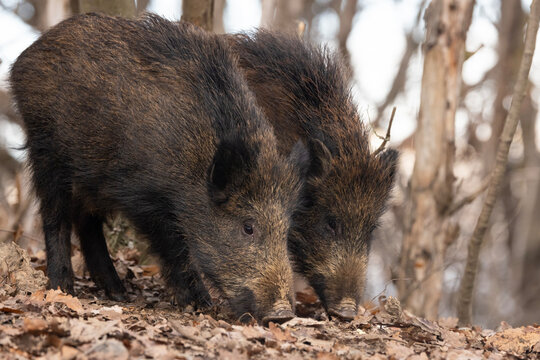 Due cinghiali ancora cuccioli nel bosco