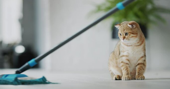 A cute ginger cat is watching how the owner washes the floor. Pet cleaning