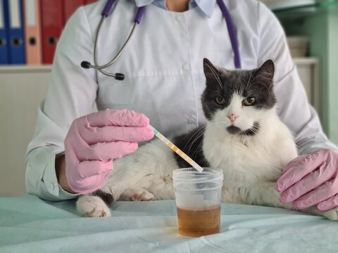 Doctor examines cat in veterinary clinic and examines urine test