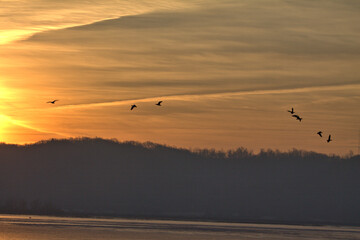 Fototapeta na wymiar Sunrise brings the geese into the skies in search for food