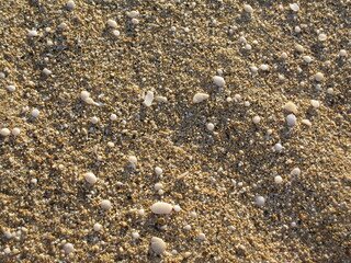 shells on the beach